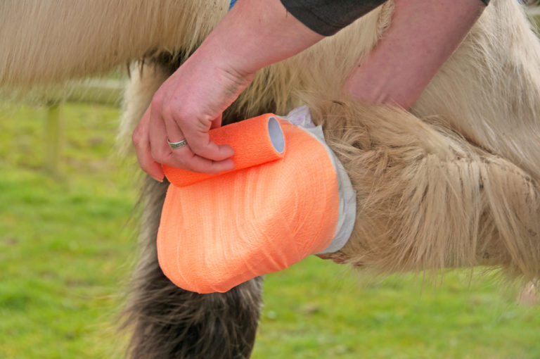 Emergency Equine First Aid Online CPD
