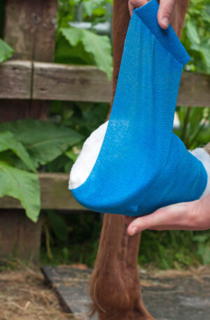 Emergency Equine First Aid Online CPD