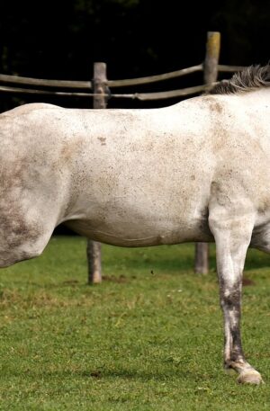 Watch-On- Demand Lecture: Horse Enrichment: Keeping Our Horses Happy