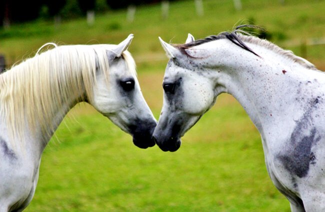 two arabs nose touching