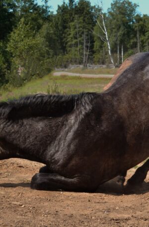 Equine Colic- Horse Owners Online CPD
