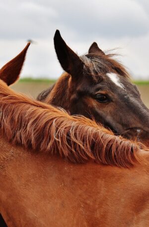 Watch-On-Demand Lecture: Connection Training with your Horse: Build a better bond