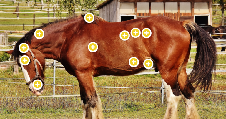 Signs of Colic