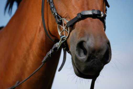 Welcome to 2022..and our first Bitless Bridle session!