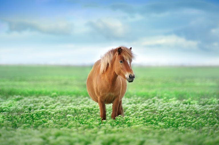 New Horse Agility Session