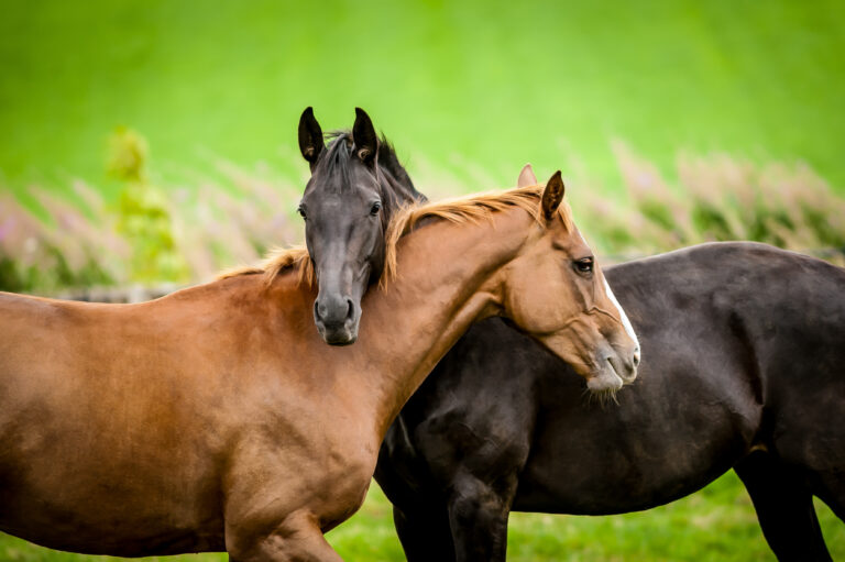 Welcome to Edu-horse.