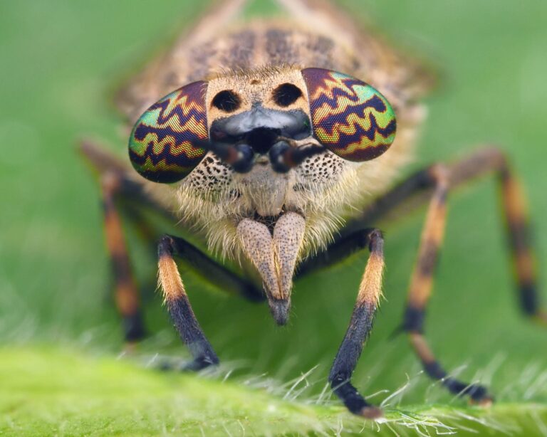 Guide to Horse Flies (Tabanidae) in the United Kingdom: Prevention, Management and Welfare Impacts