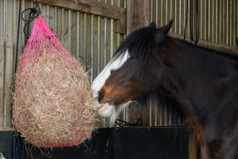 Horse eating haynet of hay